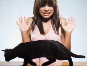 Kedi ve Köpekten Korkmanızın Nedeni Bu Olabilir mi