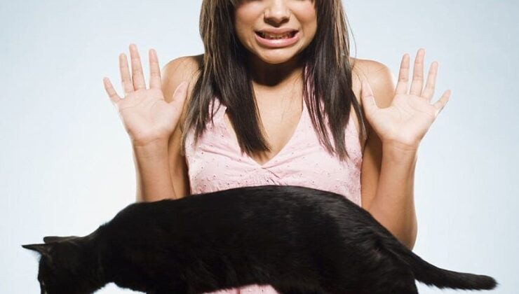 Kedi ve Köpekten Korkmanızın Nedeni Bu Olabilir mi