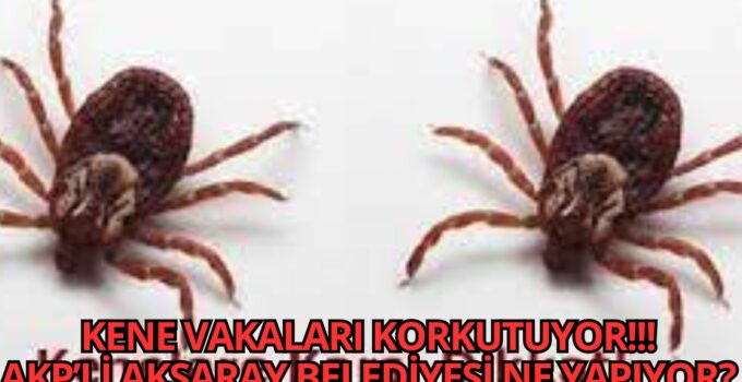 Kene Tehlikesi Büyüyor, Aksaray Belediyesi Seyrediyor